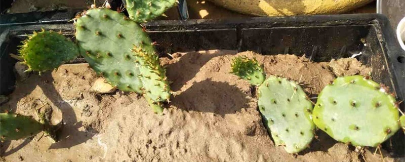 仙人掌能切割移植吗 仙人掌能切割移植吗