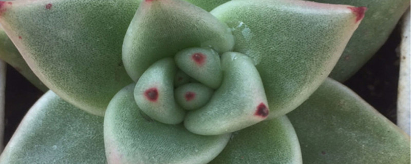 多肉乌木长侧芽了怎么处理 多肉乌木长侧芽了怎么处理