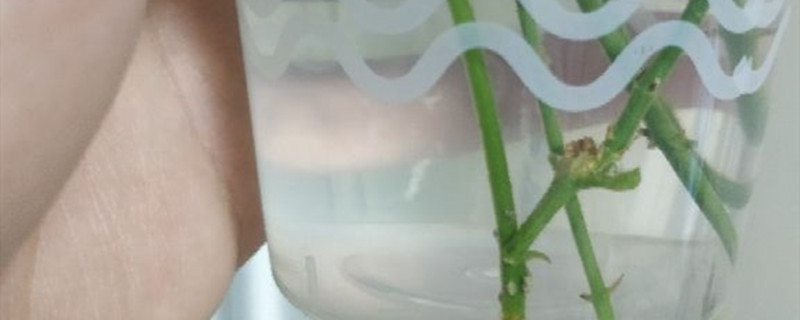 柳条生根水有保质期吗 柳条生根水有保质期吗