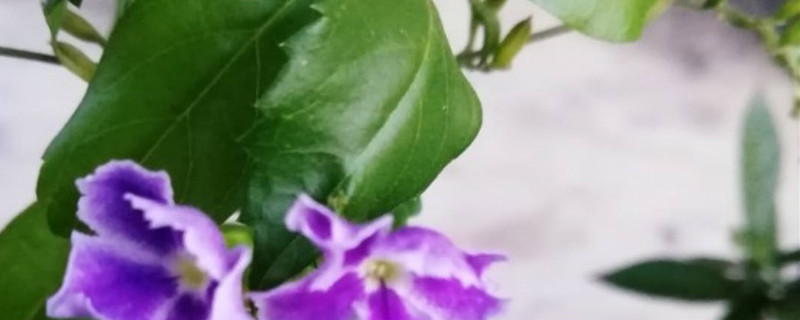蕾丝金露花掉叶子怎么办 蕾丝金露花掉叶子怎么办