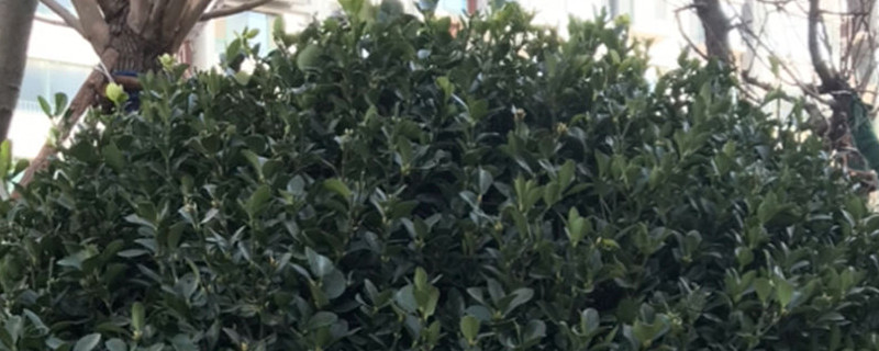 黄杨盆景用深盆还是浅盆 黄杨盆景用深盆还是浅盆