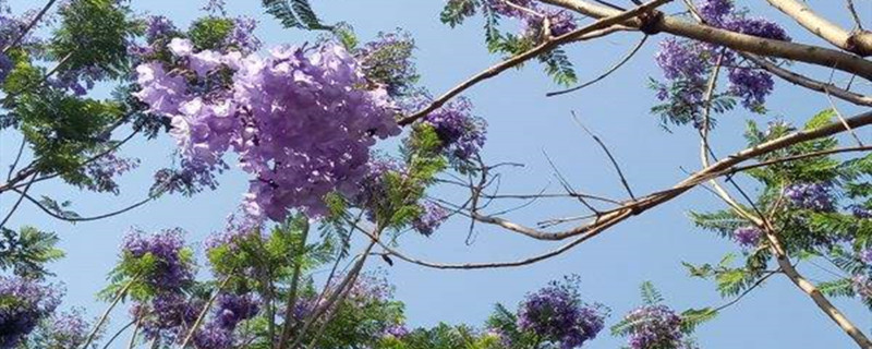 蓝花楹在北方怎么过冬 蓝花楹在北方怎么过冬