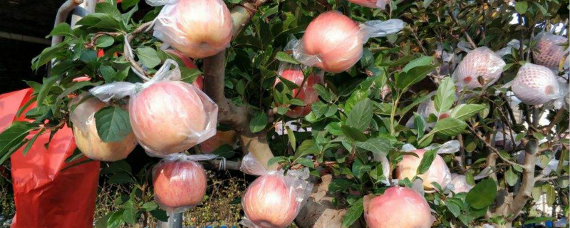苹果籽发芽能结果吗 苹果籽发芽能结果吗