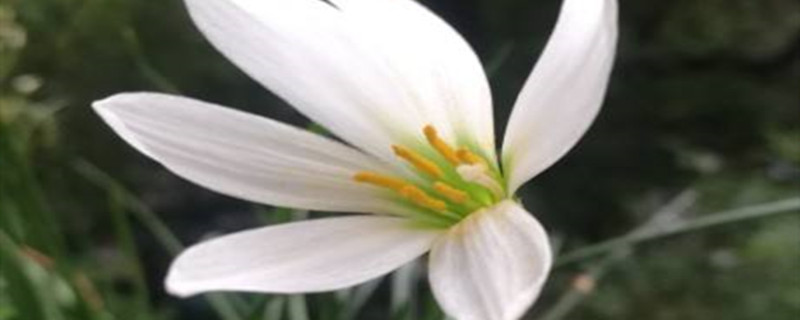 葱兰一年开几次花 葱兰一年开几次花