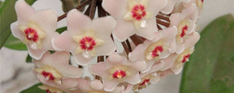 球兰的花苞还没开就掉了是怎么回事 球兰的花苞还没开就掉了是怎么回事
