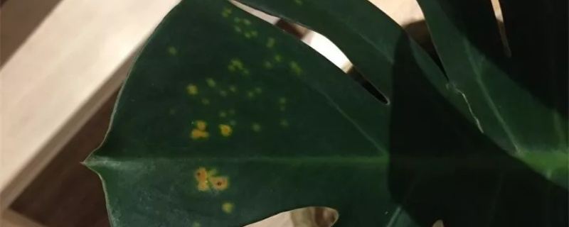 植物得了铁锈病怎么治 植物得了铁锈病怎么治