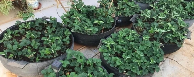 草莓怎么种植盆栽 草莓怎么种植盆栽