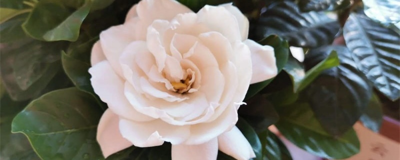 栀子花一个月不浇水会死吗 栀子花一个月不浇水会死吗