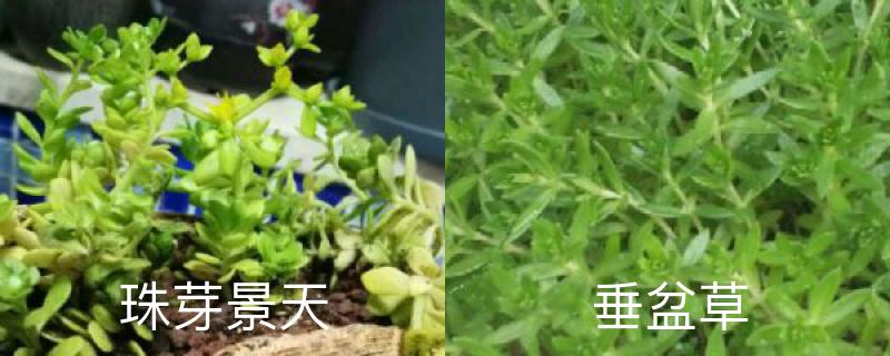 珠芽景天与垂盆草的区别 珠芽景天与垂盆草的区别