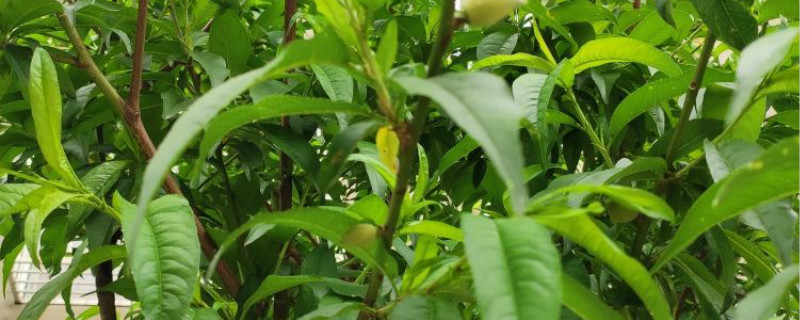 桃树如何使用芸苔素 桃树如何使用芸苔素