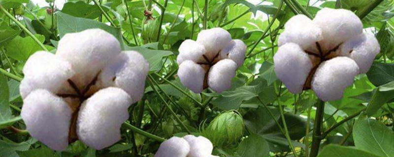 棉花种子怎么发芽 棉花种子怎么发芽