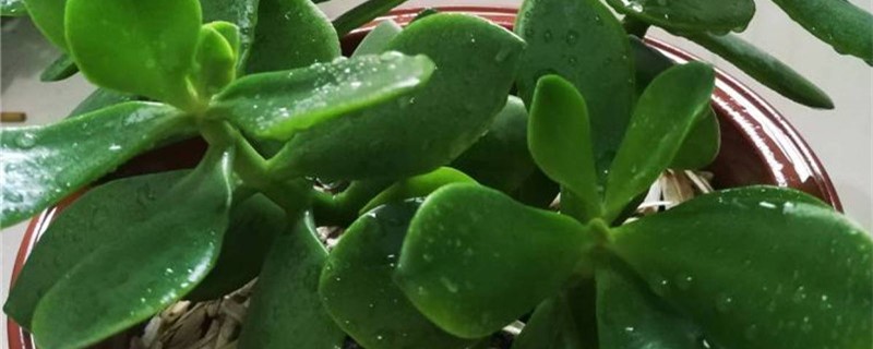 玉树叶子上有白斑 玉树叶子上有白斑