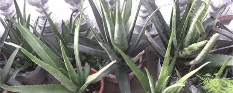 芦荟在太阳下晒会死吗 芦荟在太阳下晒会死吗