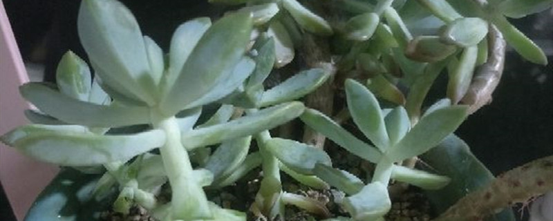 植物徒长是什么意思 植物徒长是什么意思