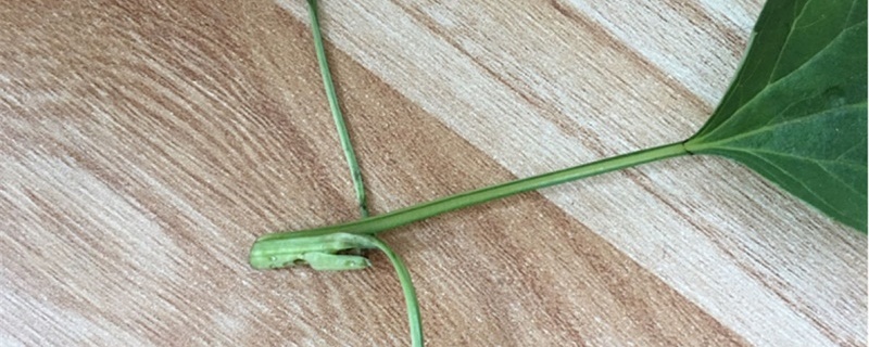 种的菜上面的小虫怎么去除 种的菜上面的小虫怎么去除