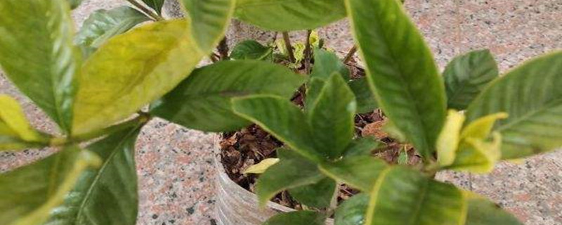 花卉缺铁妙招 花卉缺铁妙招