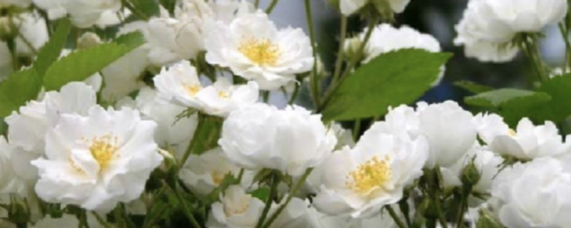 荼靡花语是什么意思 荼靡花语是什么意思