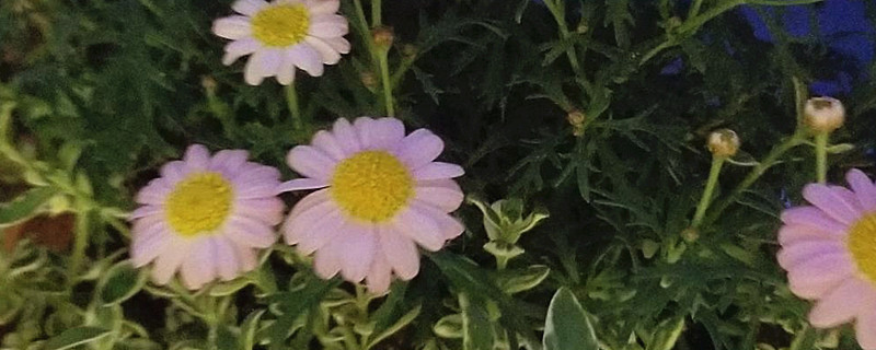 木茼蒿花语 木茼蒿花语