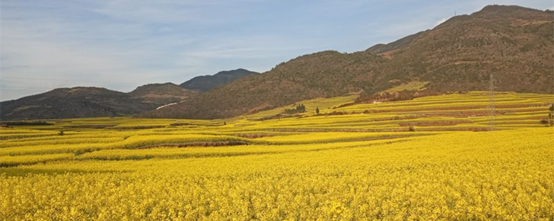 油菜花是完全花还是不完全花