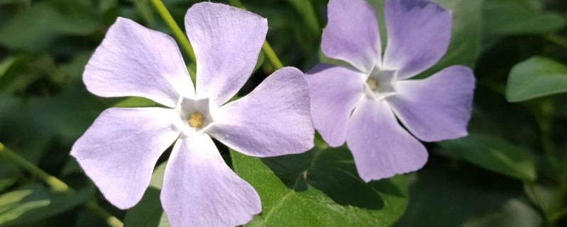 蔓长春花花语 蔓长春花花语
