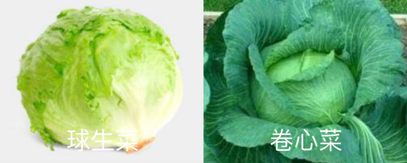 球生菜和卷心菜的区别 球生菜和卷心菜的区别