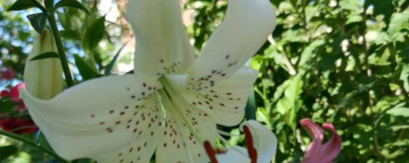 百合花多久浇一次水 百合花多久浇一次水