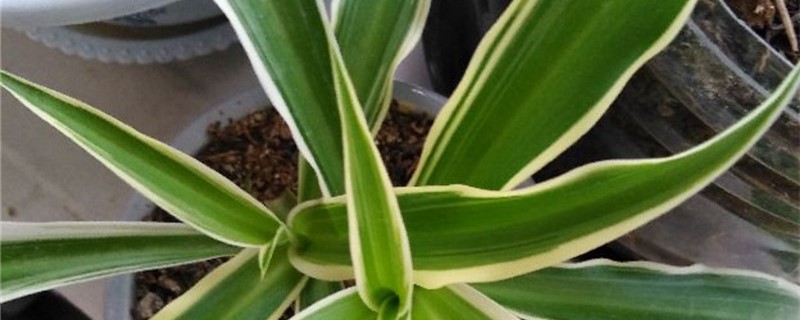 阳光房太热养什么植物 阳光房太热养什么植物