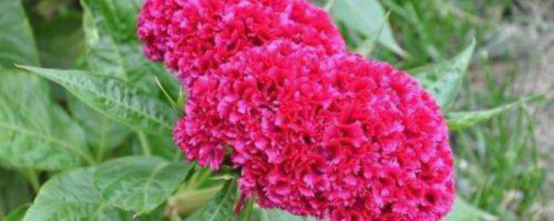 鸡冠花是什么季节开的,是什么颜色 鸡冠花是什么季节开的,是什么颜色