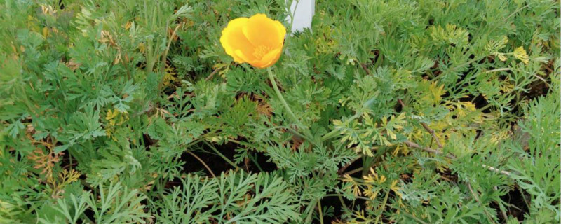 花菱草什么时候播种