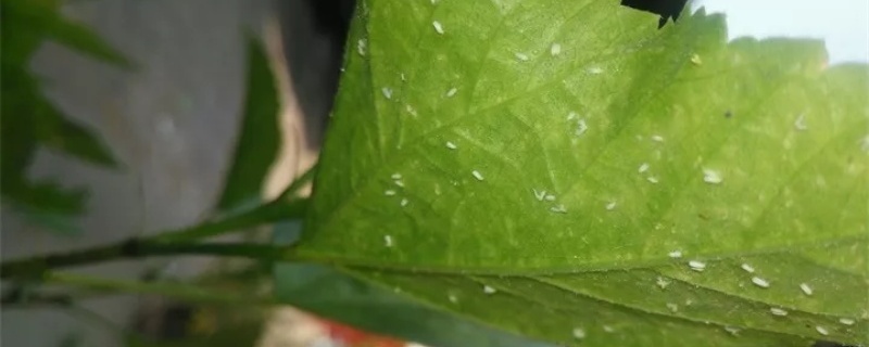 花上面有黑色的小飞虫子怎么办 花上面有黑色的小飞虫子怎么办