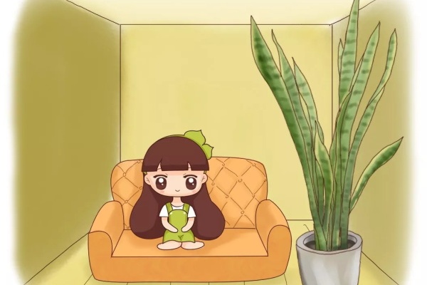 虎皮兰怎么养?学会这几点,轻松养到1米8! 虎皮兰怎么养?学会这几点,轻松养到1米8!
