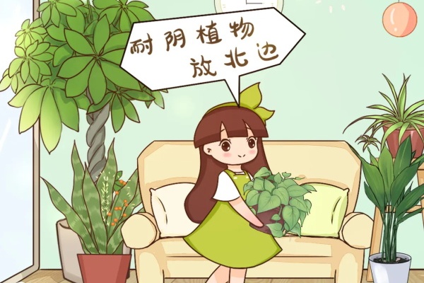 1间房1盆花,养最合适的,全家都健康! 1间房1盆花,养最合适的,全家都健康!