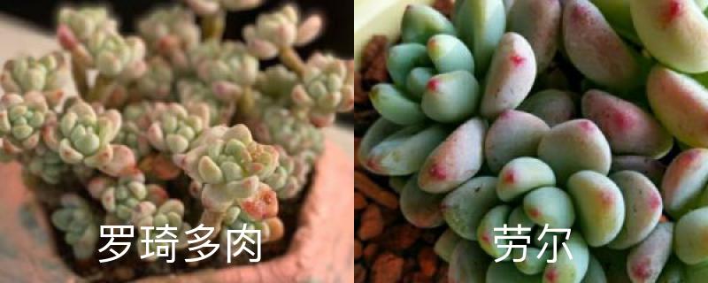 罗琦多肉和劳尔的区别 罗琦多肉和劳尔的区别
