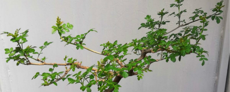 对节白蜡不发芽怎么办 对节白蜡不发芽怎么办