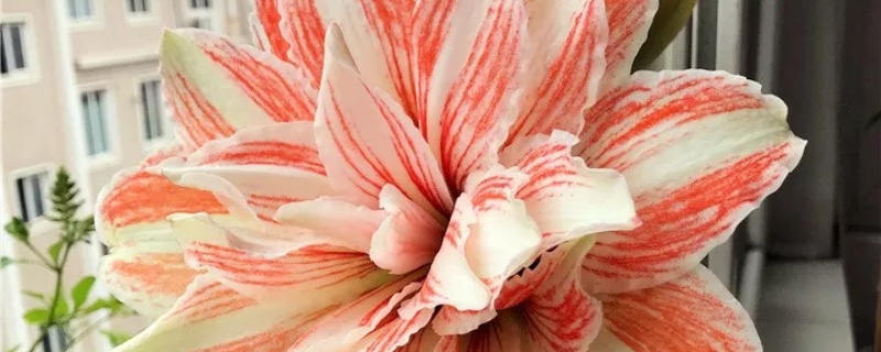 朱顶红花箭长不起来 朱顶红花箭长不起来