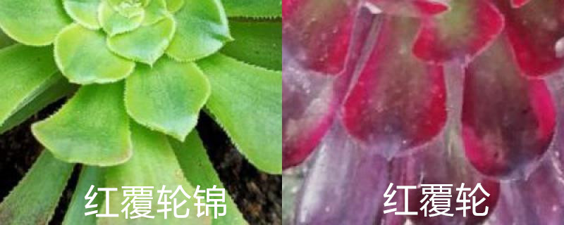 红覆轮锦和红覆轮一样吗 红覆轮锦和红覆轮一样吗