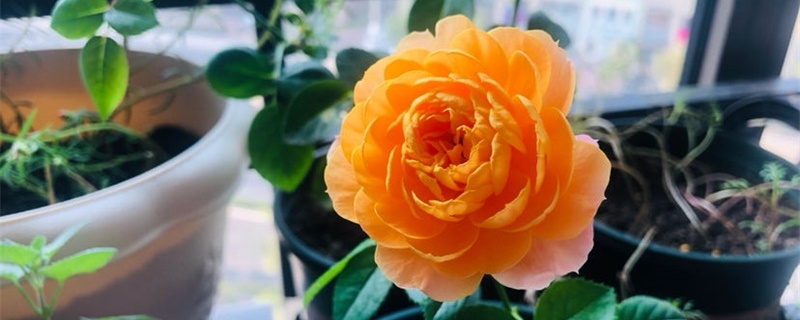 藤本月季怎么盘花柱 藤本月季怎么盘花柱