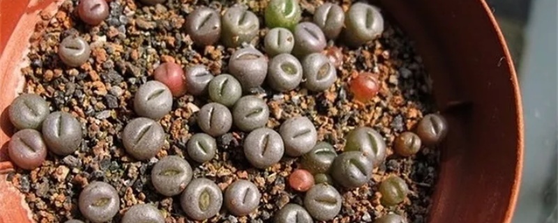 烧过的蜂窝煤可以直接种花吗 烧过的蜂窝煤可以直接种花吗