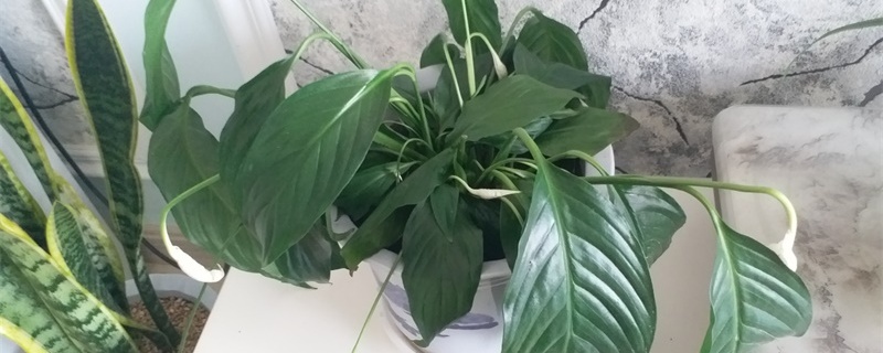 一帆风顺换盆后蔫了还能活吗 一帆风顺换盆后蔫了还能活吗