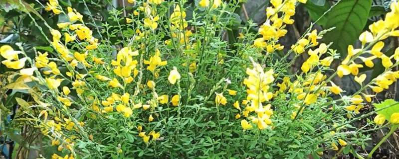 黄金雀开花有香味吗 黄金雀开花有香味吗