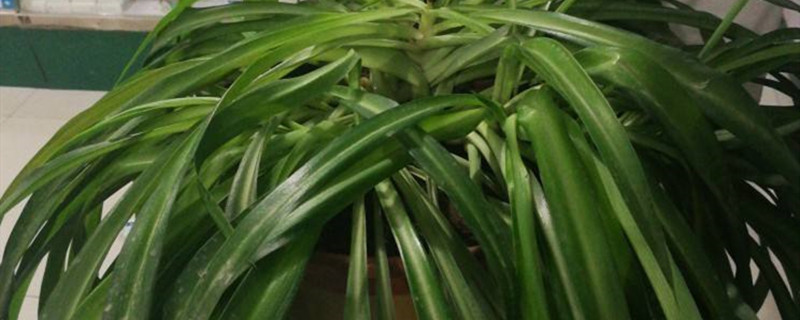 植物倒伏缺什么肥 植物倒伏缺什么肥