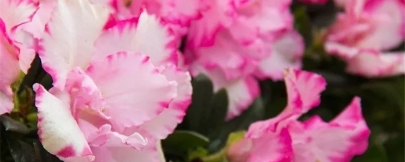 西洋杜鹃开花后怎么养护