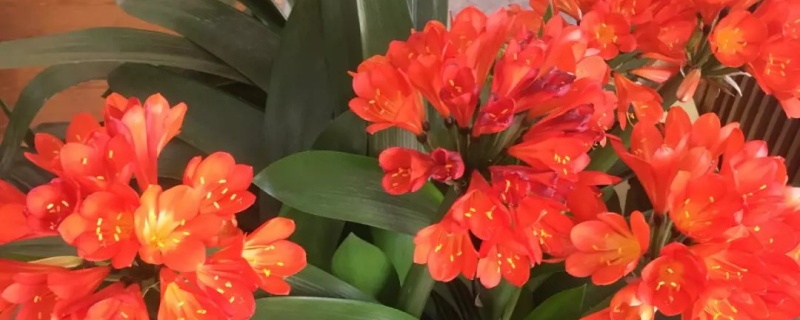 君子兰属于兰花吗 君子兰属于兰花吗