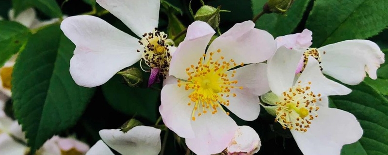 蔷薇花老是有虫怎么办 蔷薇花老是有虫怎么办