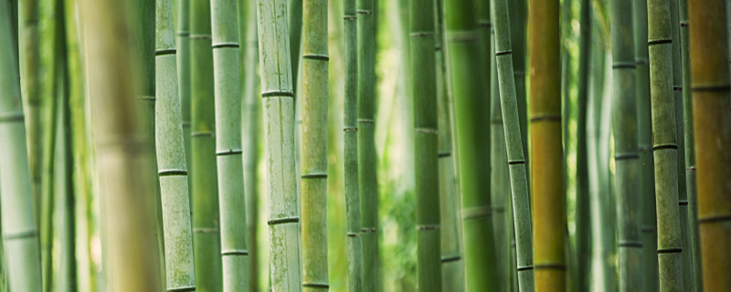 竹子在北方能种植活吗 竹子在北方能种植活吗