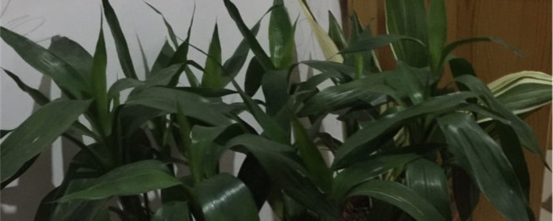 富贵竹烂根用什么消毒 富贵竹烂根用什么消毒