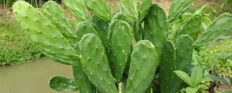 仙人掌可以嫁接什么植物 仙人掌可以嫁接什么植物