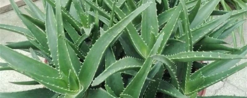 芦荟怎样才能直立 芦荟怎样才能直立