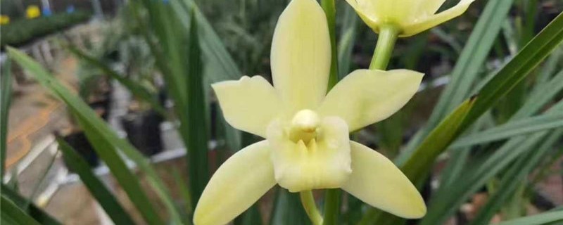 兰花芦头正确埋法 兰花芦头正确埋法
