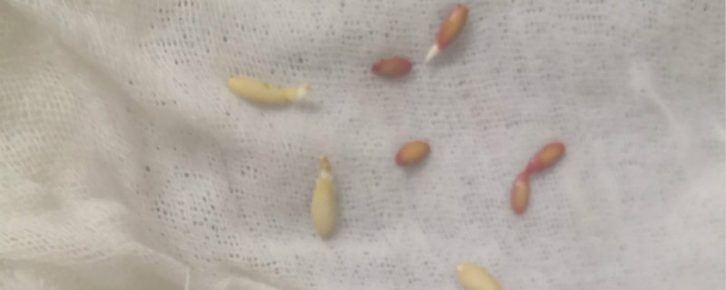 种子包衣的作用和目的 种子包衣的作用和目的